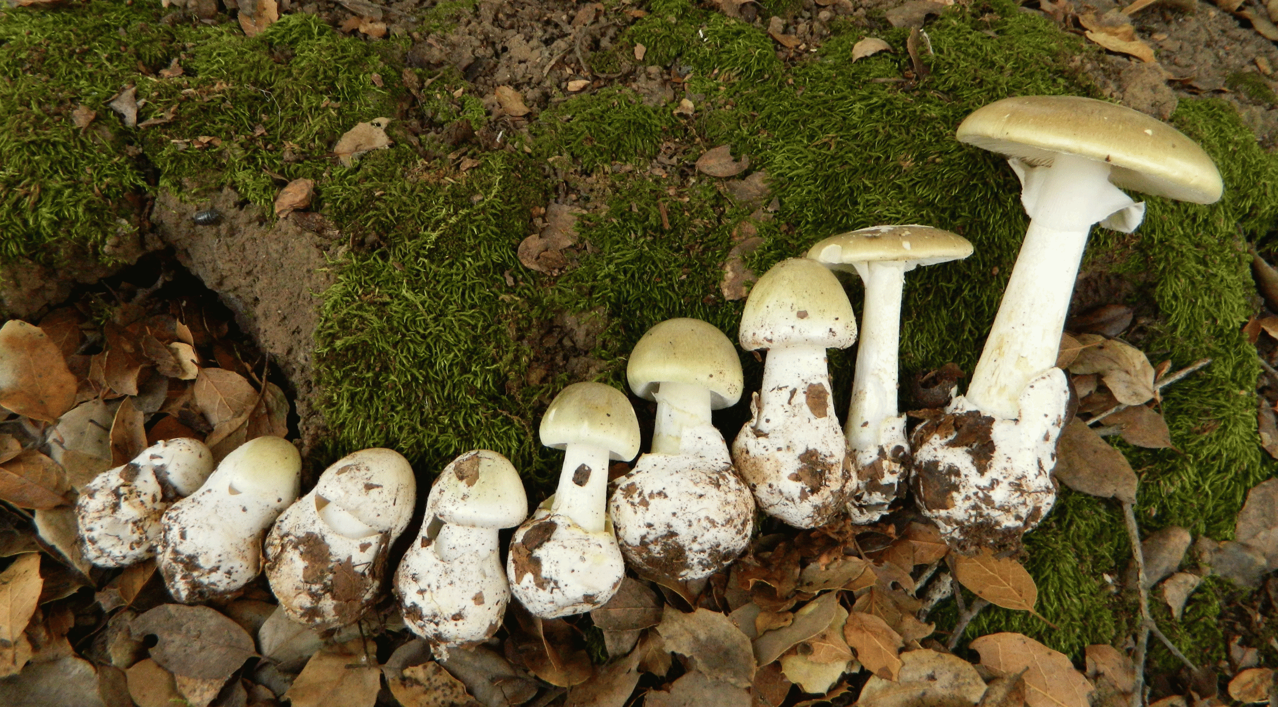 Amanita species like the Death Cap Amanita phalloides mushrooms