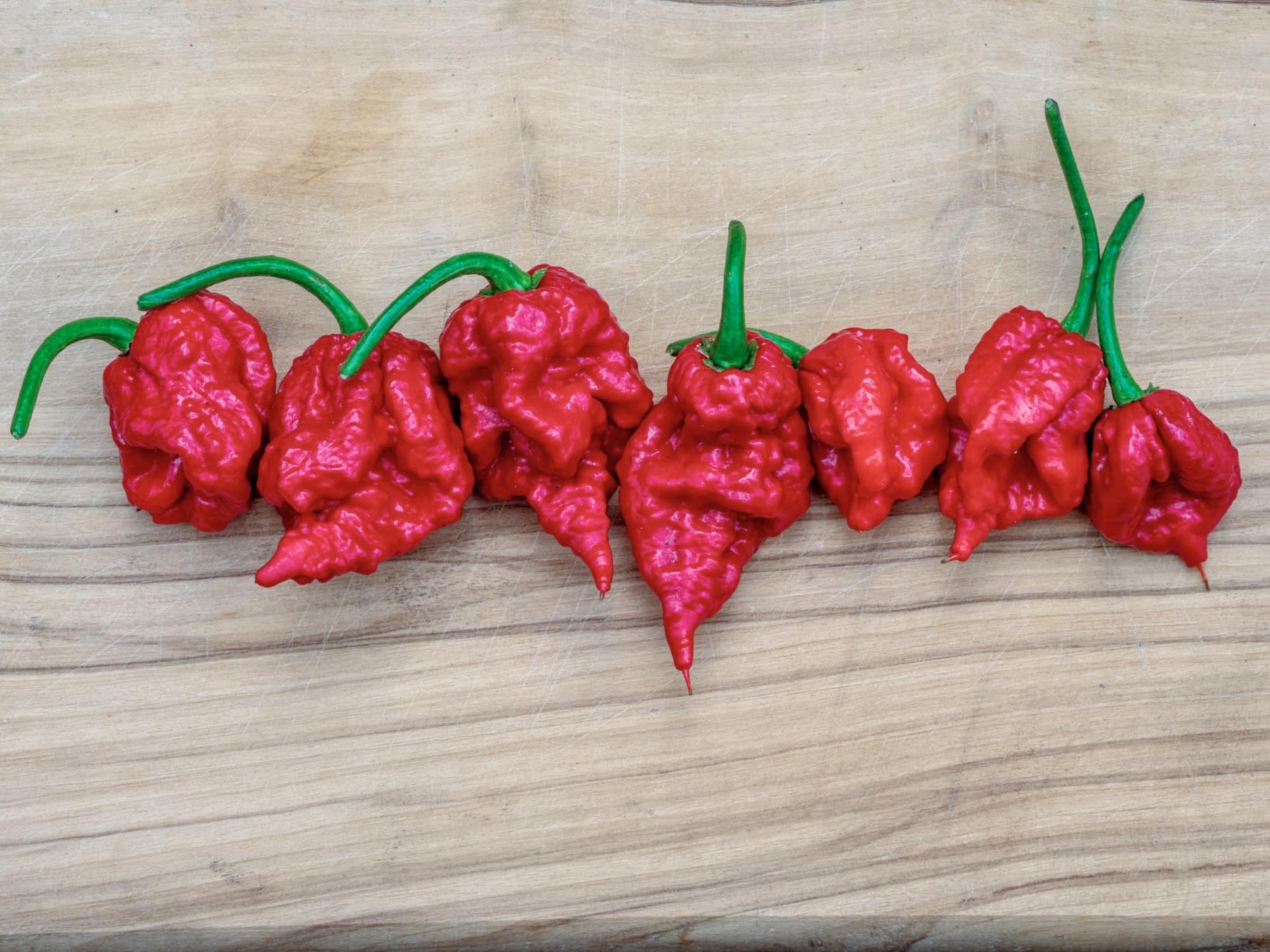 Carolina Reaper hot chili pepper